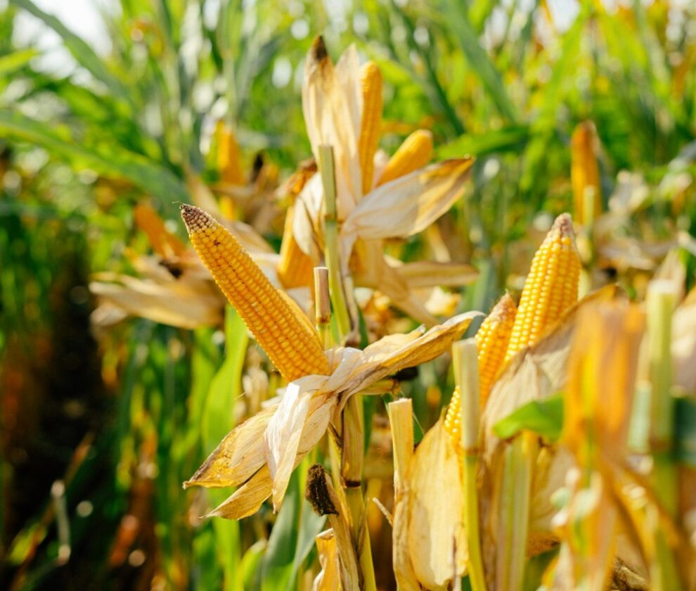 Printed yellow lot Corn cobs in the field