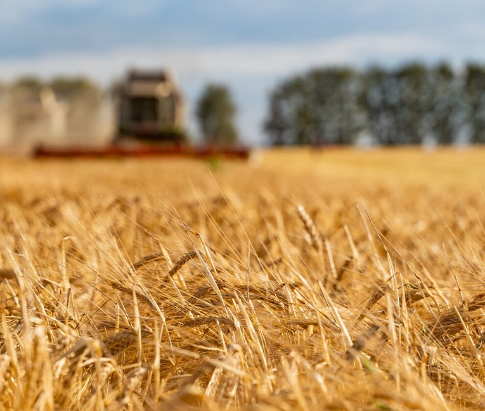Combine harvester harvests ripe wheat. agriculture image
